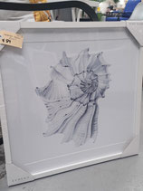 BRAND NEW Glass Framed Blue Shell Print