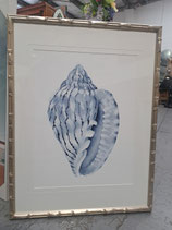 "Designer Boys" Silver Plantation & Glass Framed Blue Shell Print