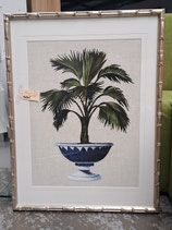 "Designer Boys" Silver Plantation & Glass Framed Potted Palm Print