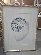 "Designer Boys" Silver Plantation & Glass Framed Blue Shell Print