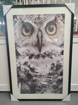 BRAND NEW Glass Framed Owl Print