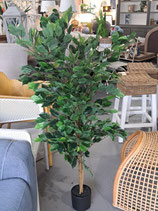 BRAND NEW Faux Potted Ficus Tree - 4 Available