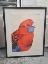 Framed Red Parrot Print