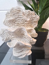 BRAND NEW Decor White Fan Coral