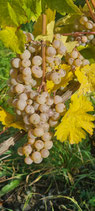 DIO Lorcher Pfaffenwies 2024 - post harvest subscription