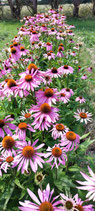 Echinacée pourpre  -  Echinacea purpurea