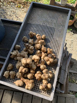 菊芋　３ｋｇ