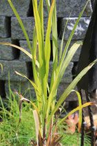 ZITRONENGRAS (LEMONGRASS)