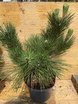Bonsaijungpflanze Pinus thunbergii Nr. 2