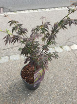 Acer palamtum "Trompenburg" 80cm hoch