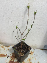 Bonsaijungpflanze Kornelkirsche Nr. 1 / Cornus mas