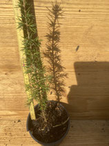 Atlasceder /Cedrus atlantica Nr. 2 ca. 40cm hoch
