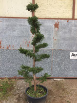 Gartenbonsai Zypresse Nr. 2 250cm hoch