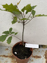Bonsaijungpflanze Roteiche ( Quercus rubra ) Nr. 2