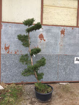 Gartenbonsai Zypresse Nr. 1 240cm hoch