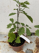 Bonsaijungpflanze Rot Eiche ( Quercus rubra ) Nr. 1