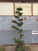 Gartenbonsai Zypresse Nr. 6 280cm hoch