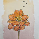 Cosmea
