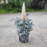 Eucalyptus im Leolook