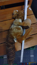 Scrat mit seiner Nuss