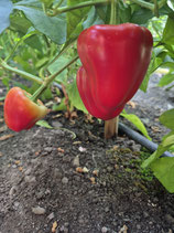 Chili Somborcka