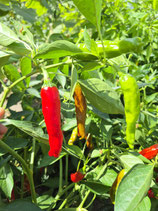 Chili Shishito