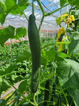 Salatgurke Dee Lite F1