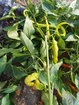 BIO Pfefferoni Grün - 100g