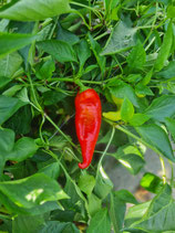 Paprika Roter Augsburger