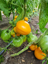 Fleischparadeiser Ochsenherz Orange