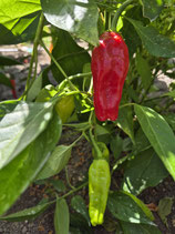 Chili Krateos