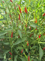Pfefferoni "Wildpfefferoni"