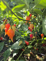 Chili Biquinho