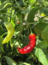 Chili Hungarian Wax