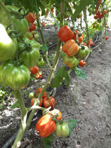 Salatparadieser Red Cavern