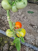 Salatparadeiser Kremser Perle