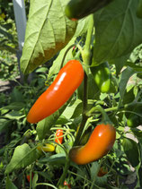 Chili Jalapeno Leon (Orange)