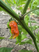 Chili Naga/Bhut Jolokia Chocolate