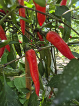 Chili Mauritz