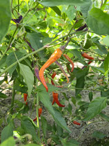 Chili Diavoletto