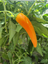 Pfefferoni Yeluna