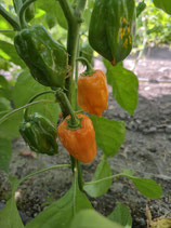 Chili Habanero Orange