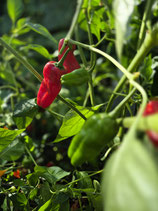 Chili Pimientos de Padron