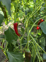 Chili Guajillo