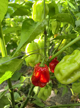Chili Habanero Tropical Red