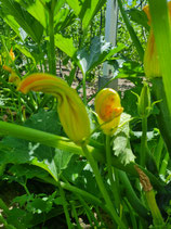 BIO Zucchini-Blüte per Stück