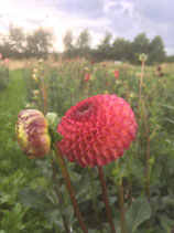 Dahlia 'Burlesca'