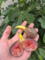 Ficus carica 'Brown Turkey'