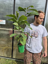 Asimina triloba 'KSU Chappell®'