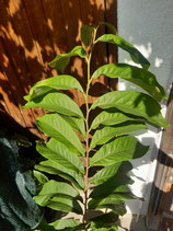 Asimina triloba 'Bennys Favorite'